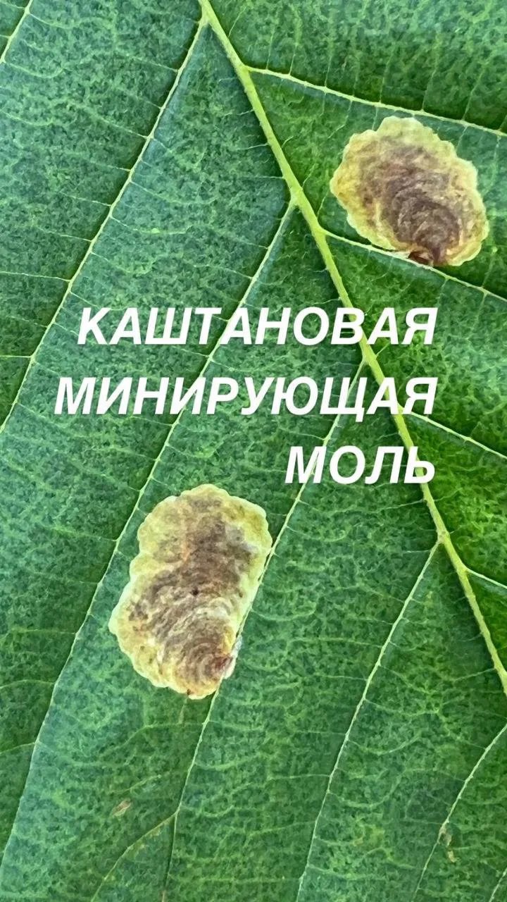 Каштановая минирующая моль - охридский минер