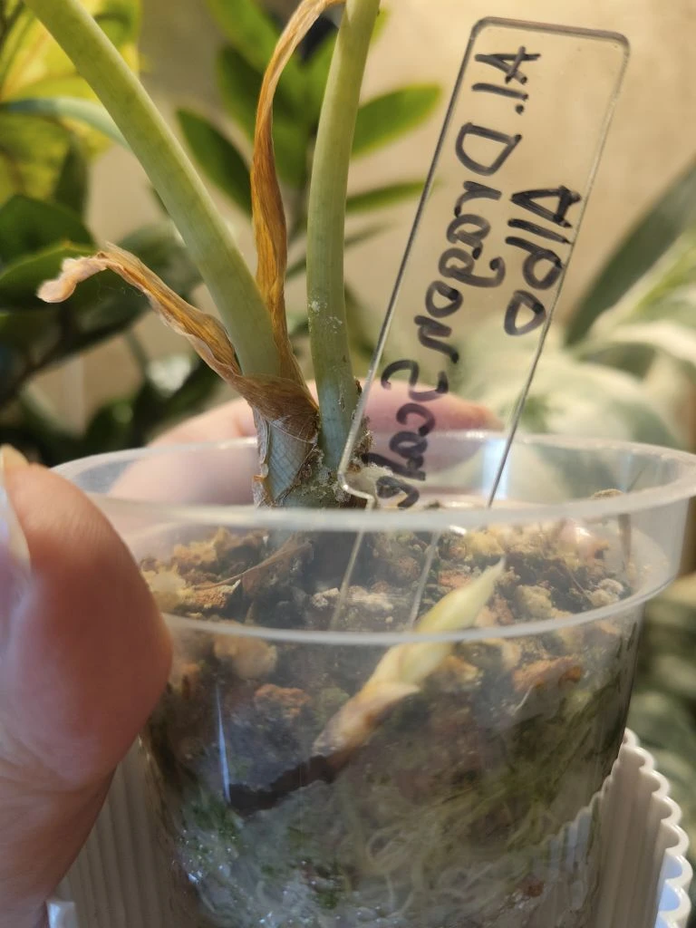 Моя драгон скэйл альбо решила стать матерью 😍 а я все думаю, чего это новых листов нет..