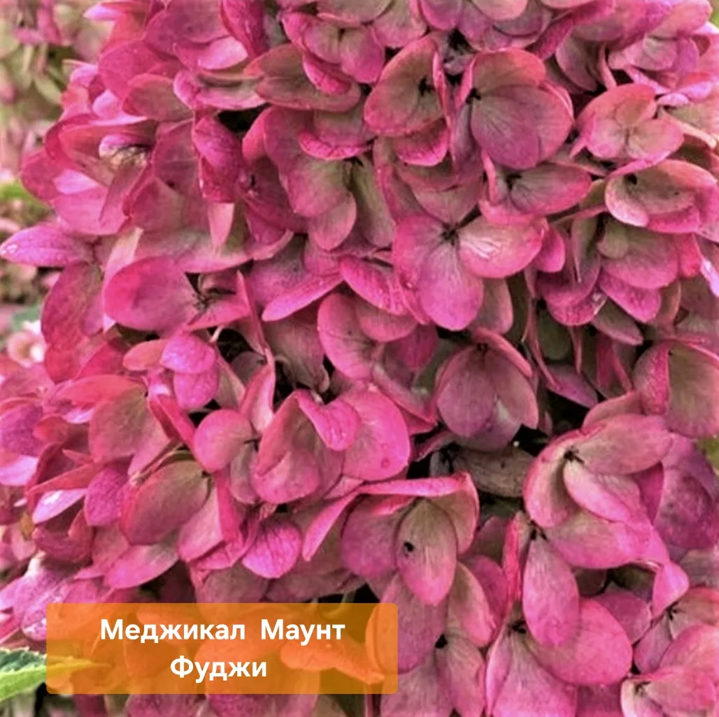 МеджикалЫ- это 💫ВОЛШЕБНАЯ СЕРИЯ💫 Гортензии 💫  Порадуй себя, 🎄в предновогодней суете- 🪄заказывай волш