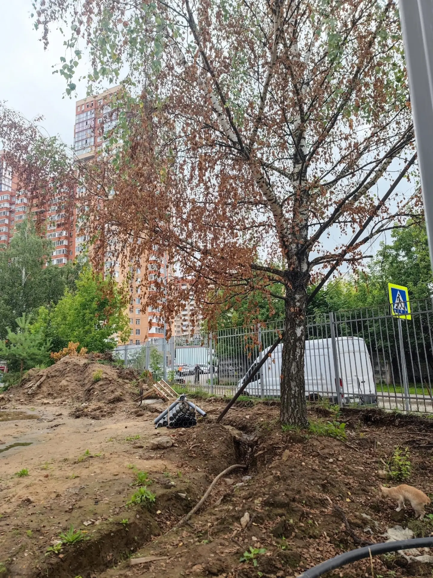 Подрубили корни — дерево погибает. Быстро и наглядно. 😭