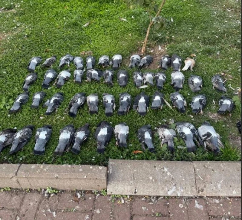 🐦 Десятки мёртвых голубей обнаружили у храма в Иванове