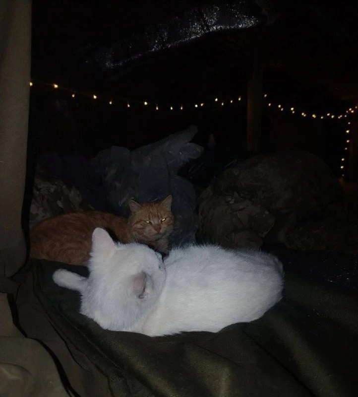 Мирной ночи! 😴