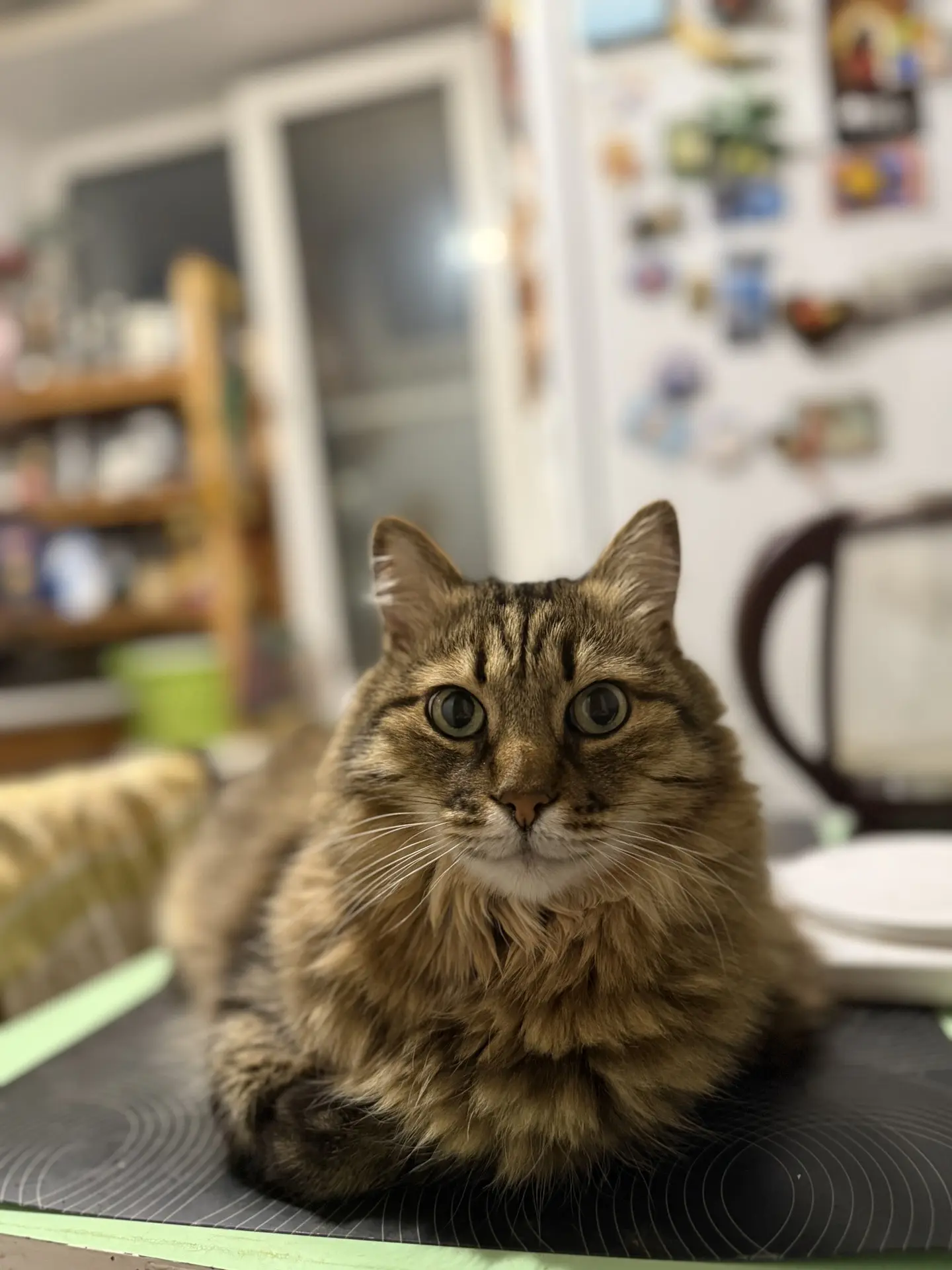 Котам на стол в нашей квартире нельзя.