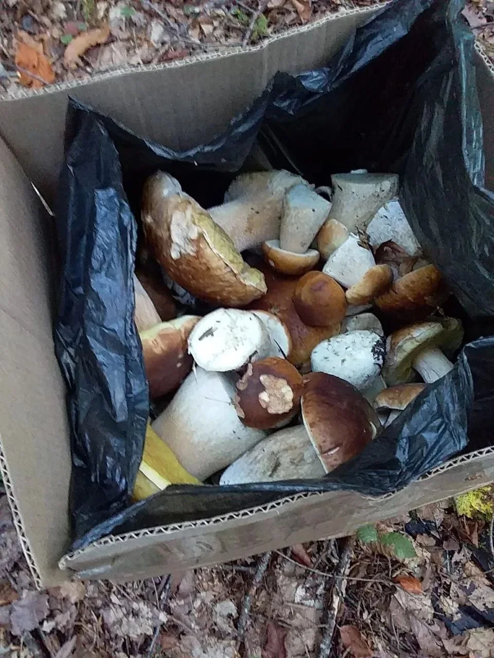Вот такой сбор за сегодня 👍