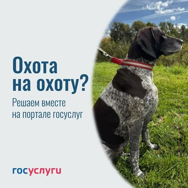 🦮В июле открывается охота с островными и континентальными легавыми собаками, ретриверами, спаниелям