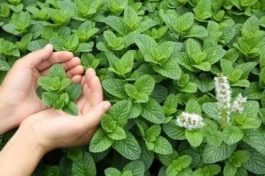 Мята — ароматная королева сада

Мята — многолетнее пряно-ароматическое растение, которое ценится за 