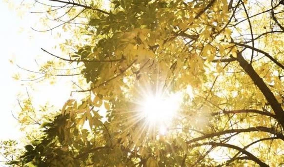 На Кубани днём до +25 °C, но ночью местами ещё возможны заморозки