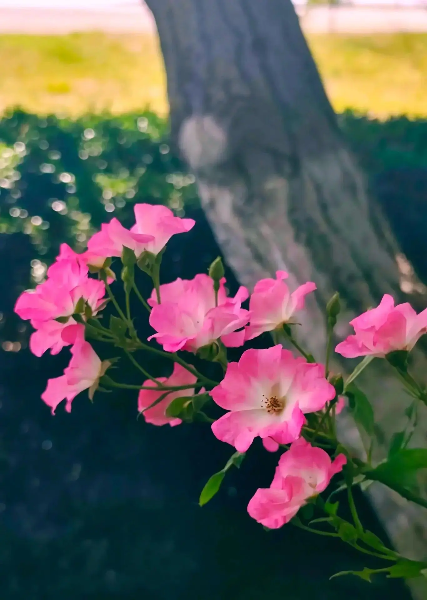 🌸Доброе утро, любимое поселение! 🌸                                                   ...