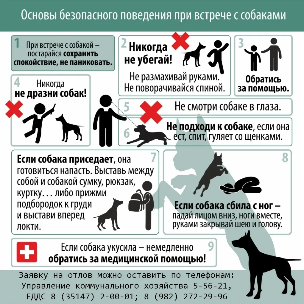 ‼ ВАЖНО! СООБЩИТЕ О БЕЗНАДЗОРНЫХ ЖИВОТНЫХ! ‼