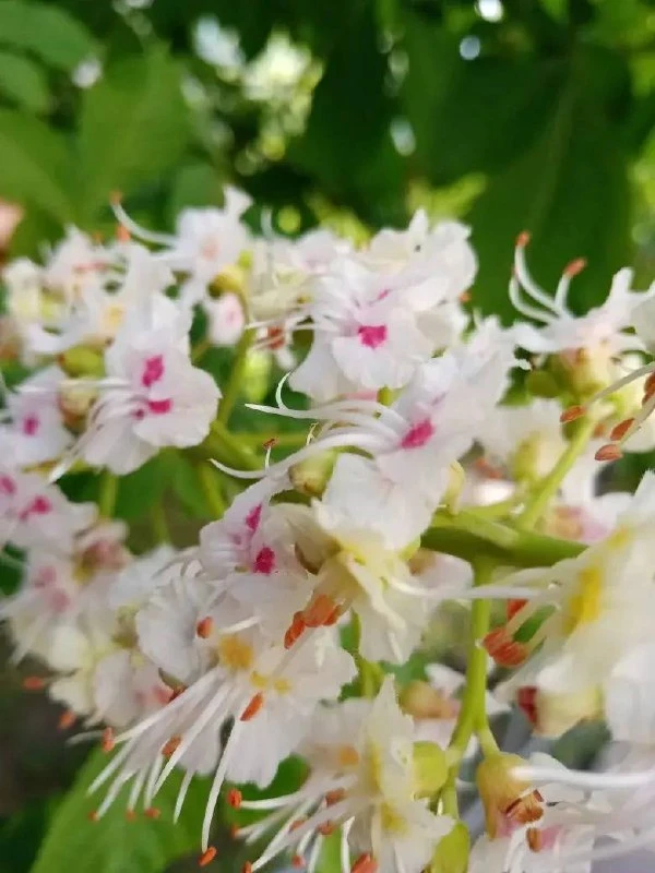 🌸 В Павшинской пойме распустились каштаны.  Тот самый короткий момент в мае, когда деревья вдруг ста