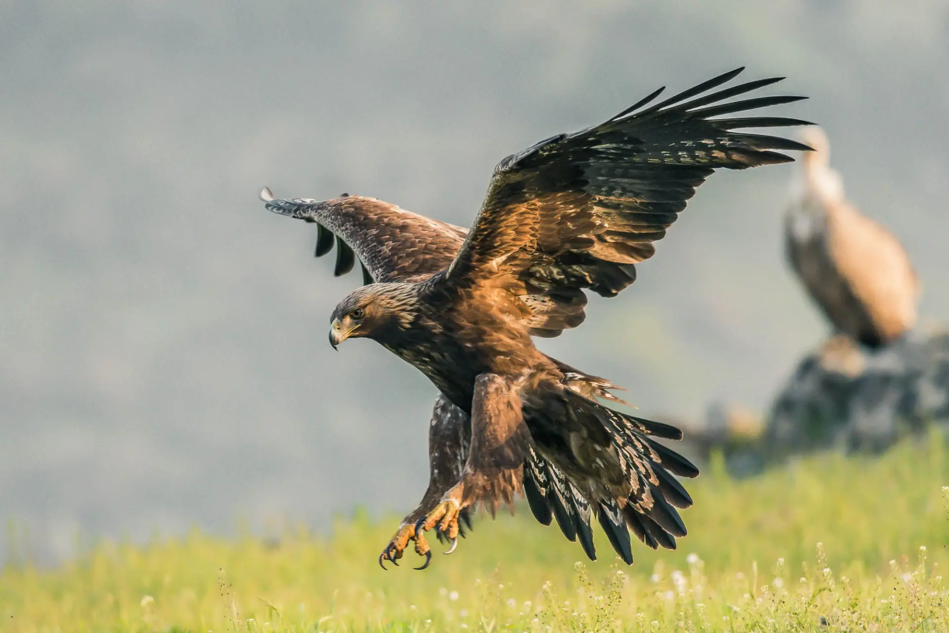 🦅 Беркут — золотой король гор, который может убить даже волка.

Беркут — это не просто орёл, это бо
