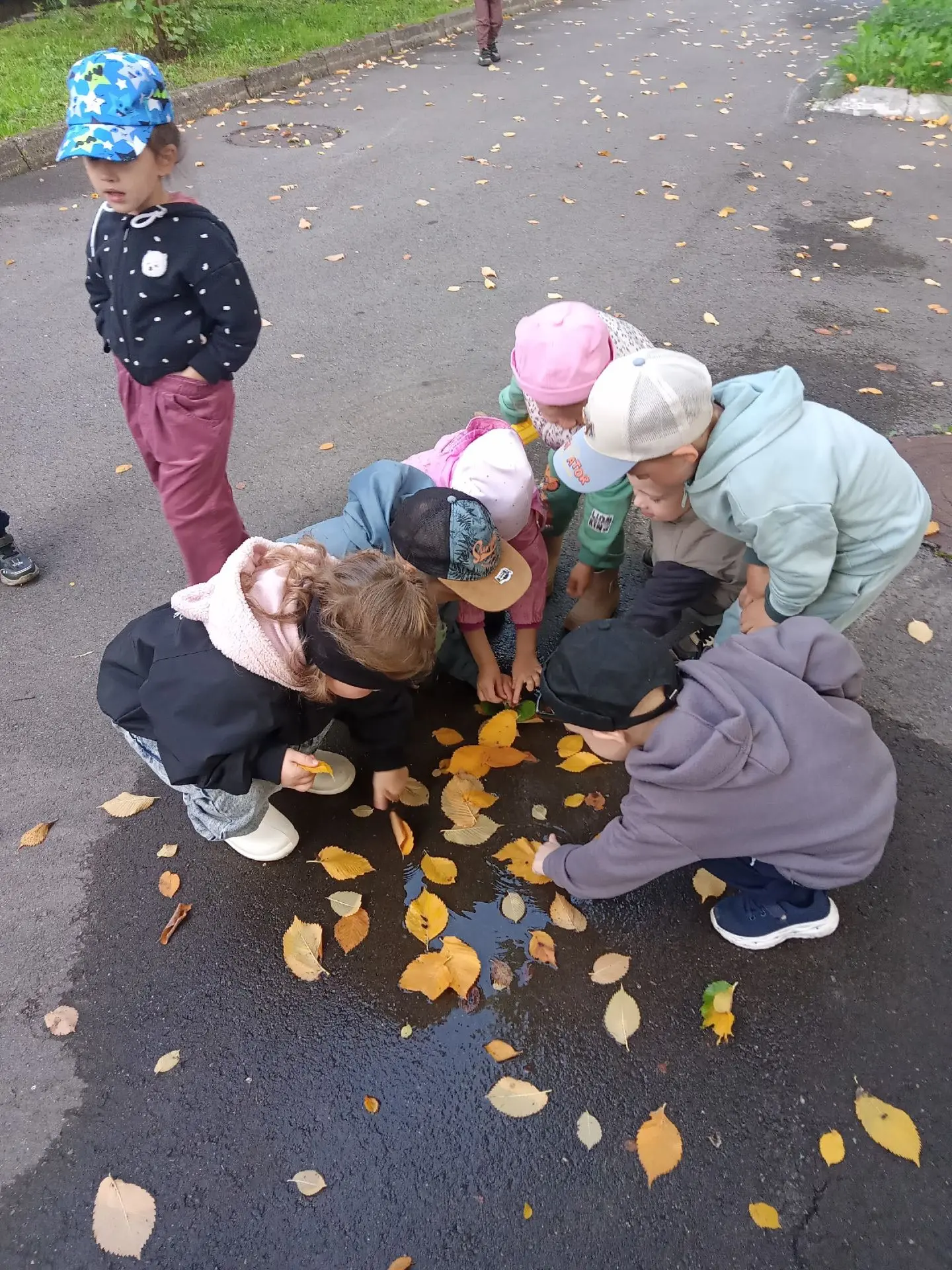 🍂 Осенняя загадка: почему листья желтеют? 🤔