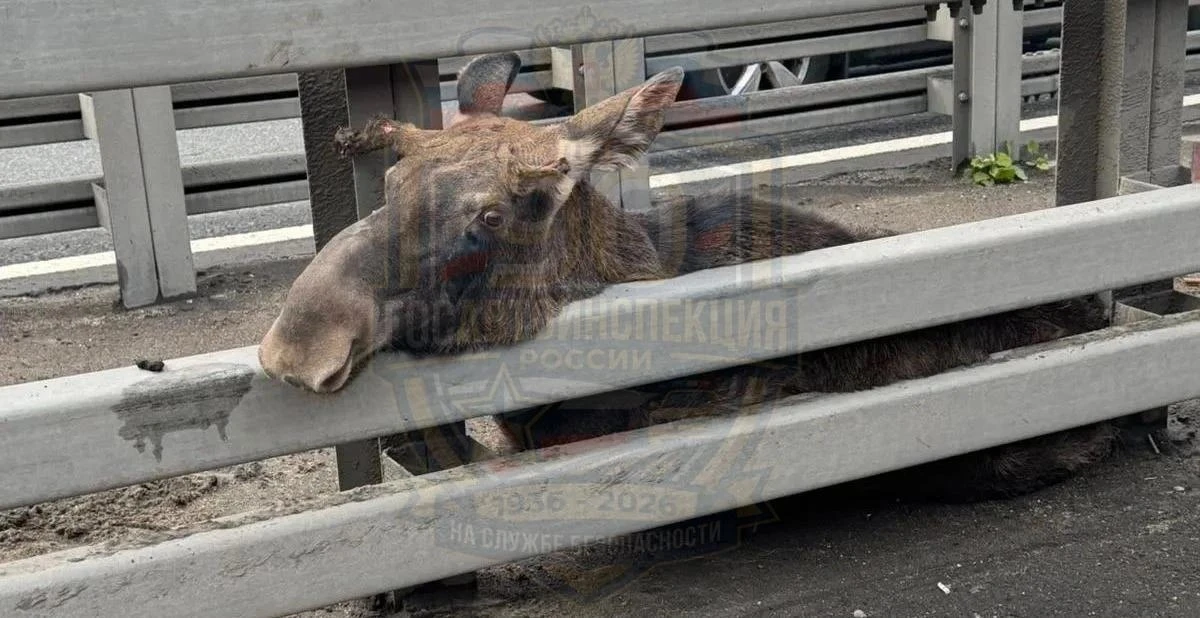 ‼️ Госавтоинспекция Москвы предупреждает о частых выходах лосей на дороги.