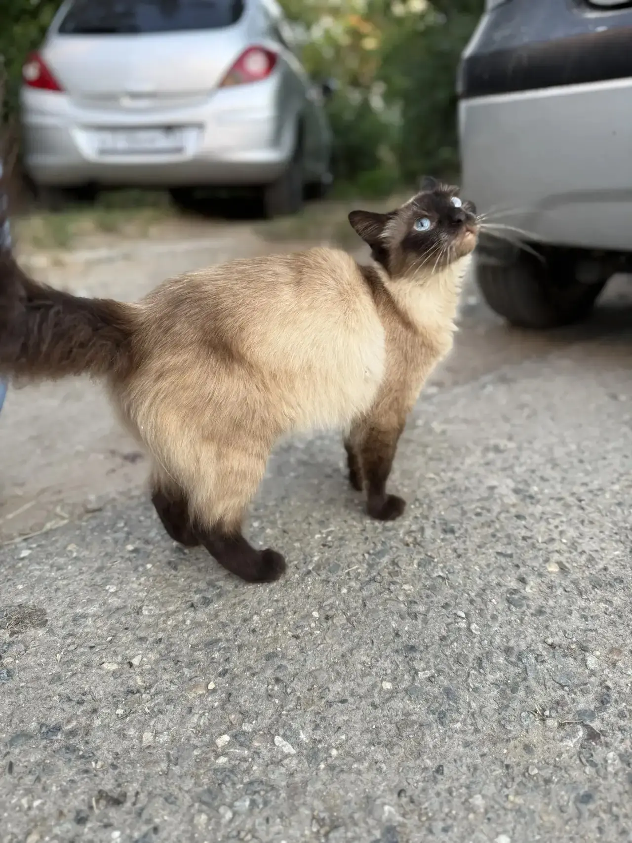 Ищу дом для сиамской кошечки. Появилась на улице месяца 2 назад. Впереди зима и совсем ...
