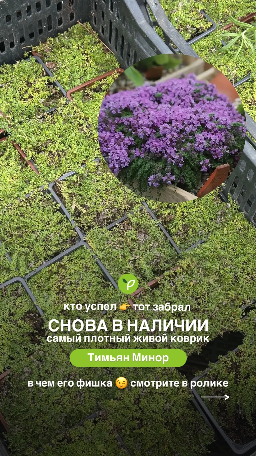А это Восхитительный тимьян Минор - самый плотный живой коврик 💯🔥