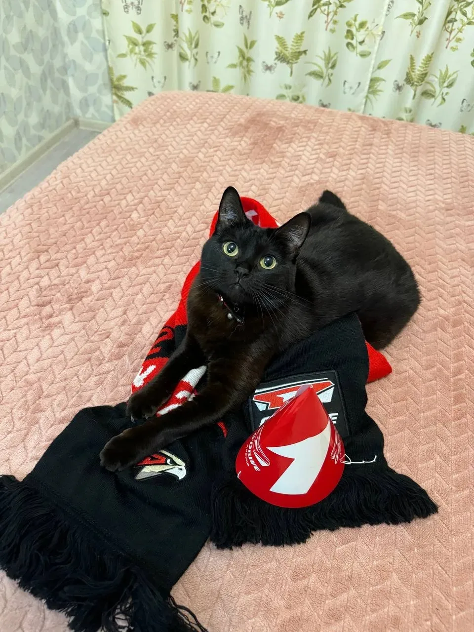 Помните котёнка, которого спасли от собак? 🥺 Вот как живёт эта пантера спустя годы! ❤️   Друзья, сег