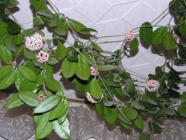 ВЬЮЩИЕСЯ КОМНАТНЫЕ РАСТЕНИЯ🌿