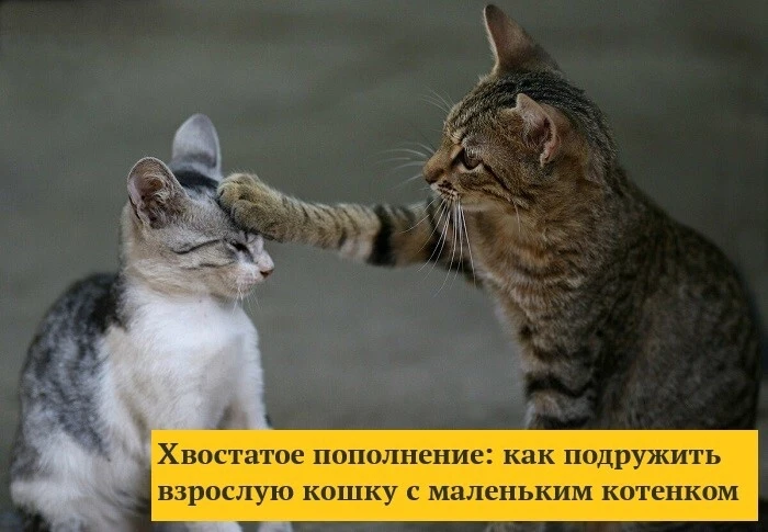 У кого в доме уже живет усатый-полосатый, и вы планируете взять второго питомца? Это оч...