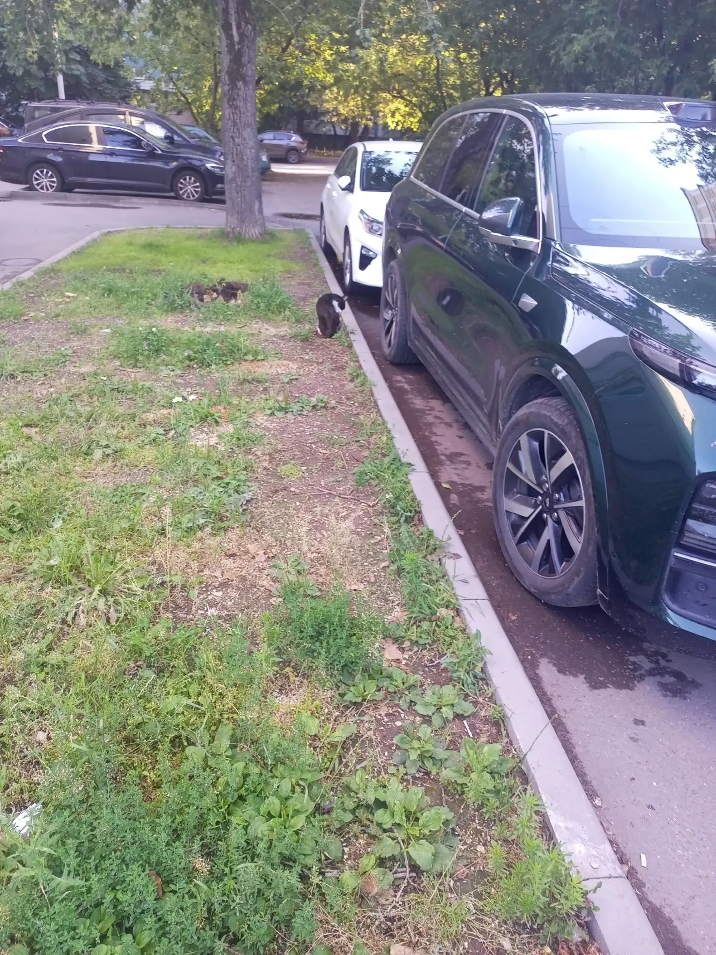 Добрый день, маршала Василевского 13к1 бегает котик с поврежденной лапкой может у вас есть подписчик