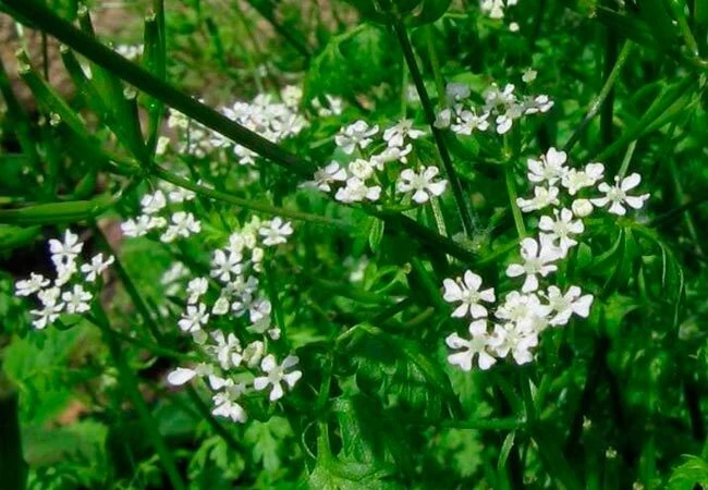 КЕРВЕЛЬ ОБЫКНОВЕННЫЙ  🌼 Кервель - растение, полезное при различных недугах. Это целебное снадобье пр