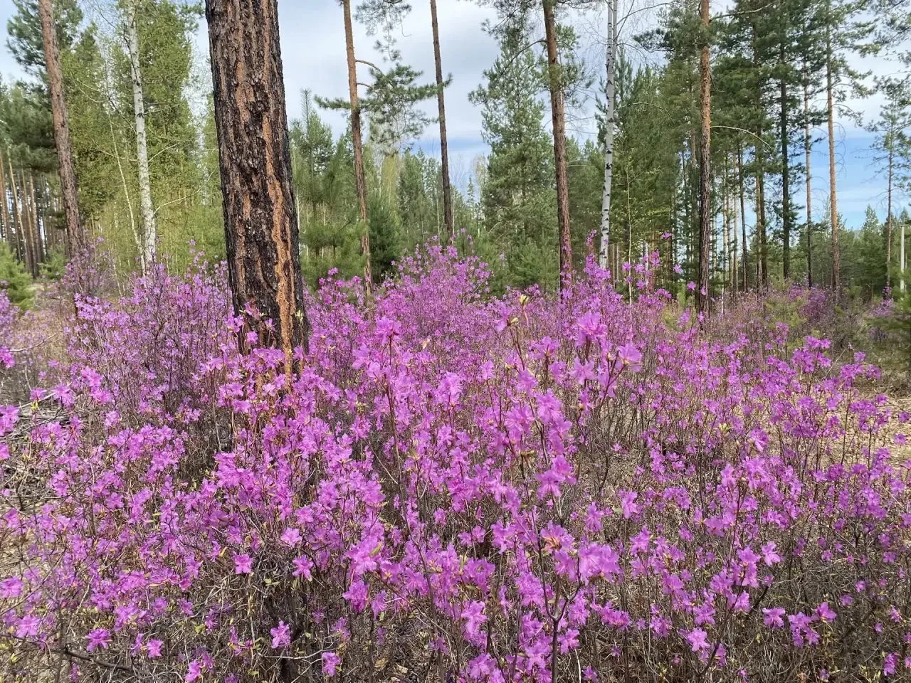 📝Наши красоты  Отправила Людмила  💁🏻‍♂️Земляки  Присылайте 📸  любимых мест — где вы живёте — отдыхае