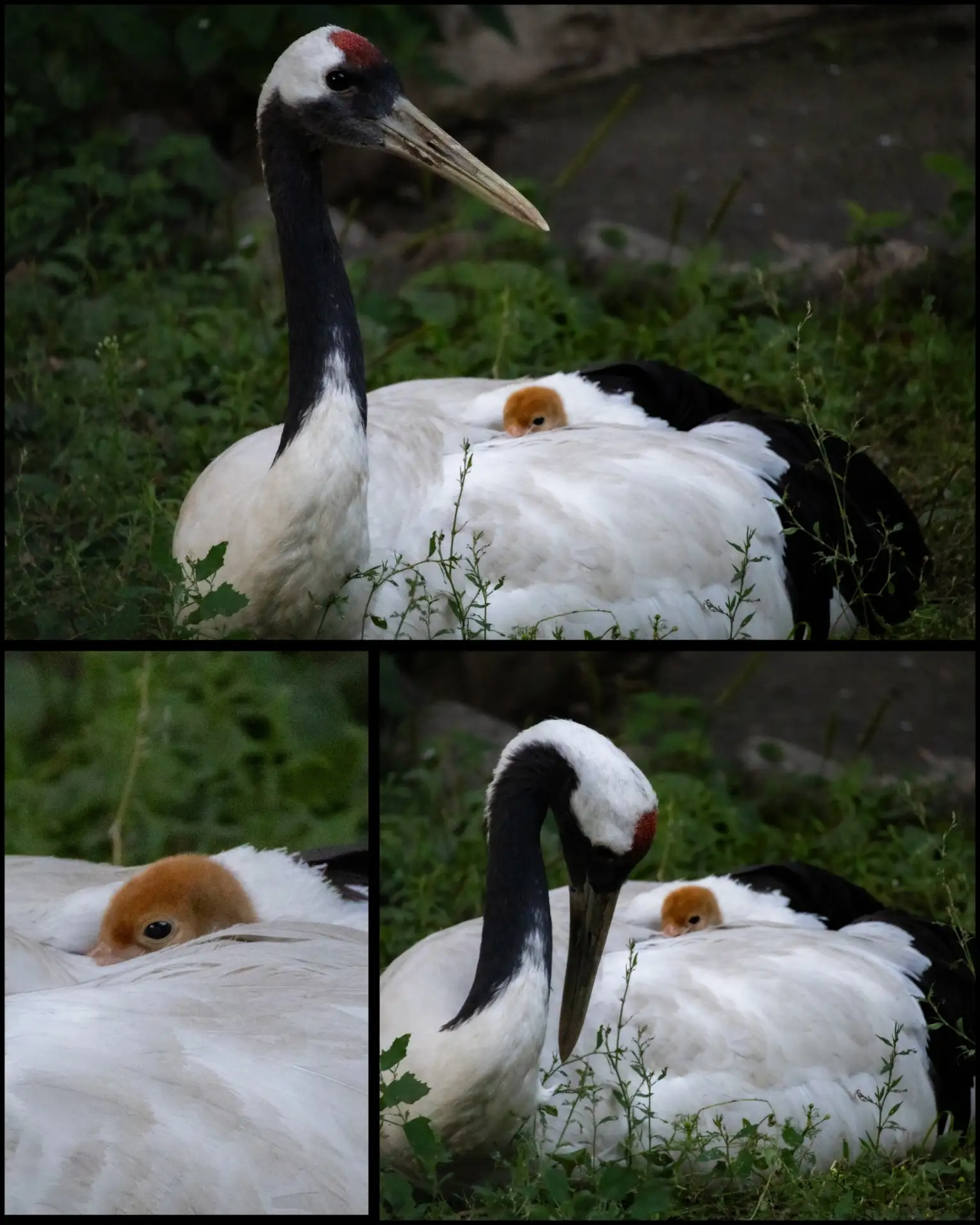 🦢 В Ивановском зоопарке — пополнение! У японских журавлей вылупился птенец!