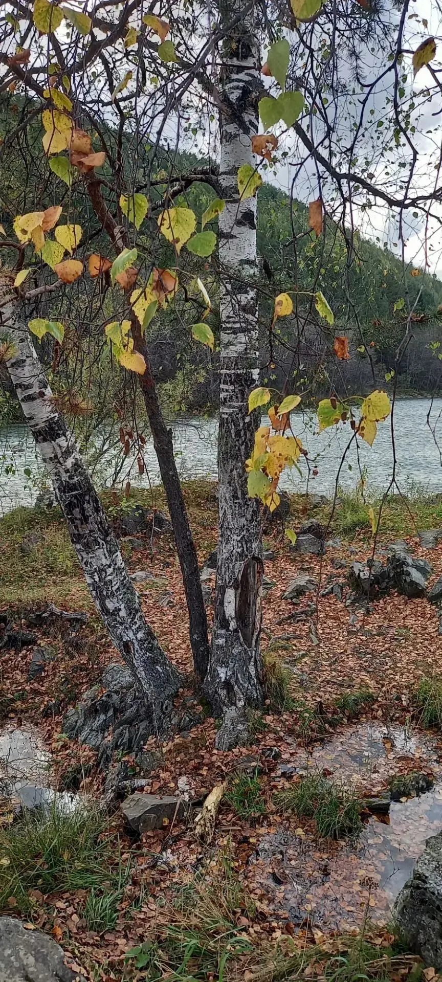 Ивдель. Золотая Осень.