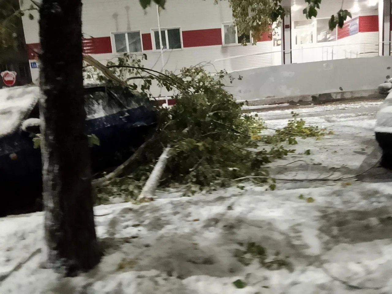 Здравствуйте, ходить небезопасно. В любой момент ветка или дерево могут обрушиться, маш...