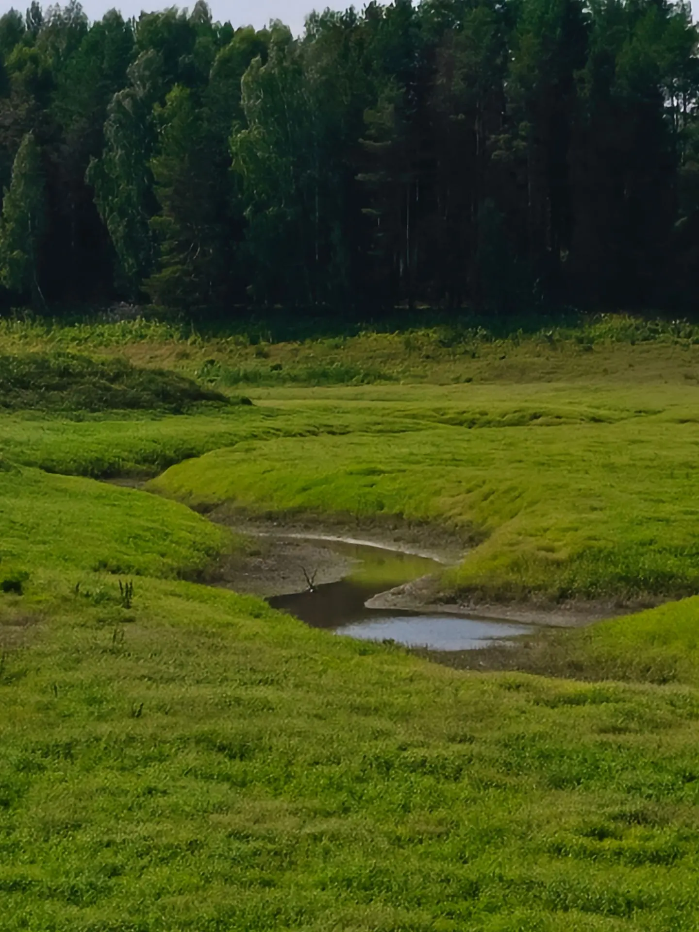 🌲Сегодня, 18 августа, в лесах Марий Эл I класс пожарной опасности.