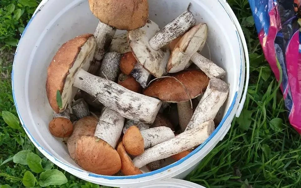 🍄‍🟫 В лесах Рязанской области после прошедших ливней начался массовый сбор грибов.