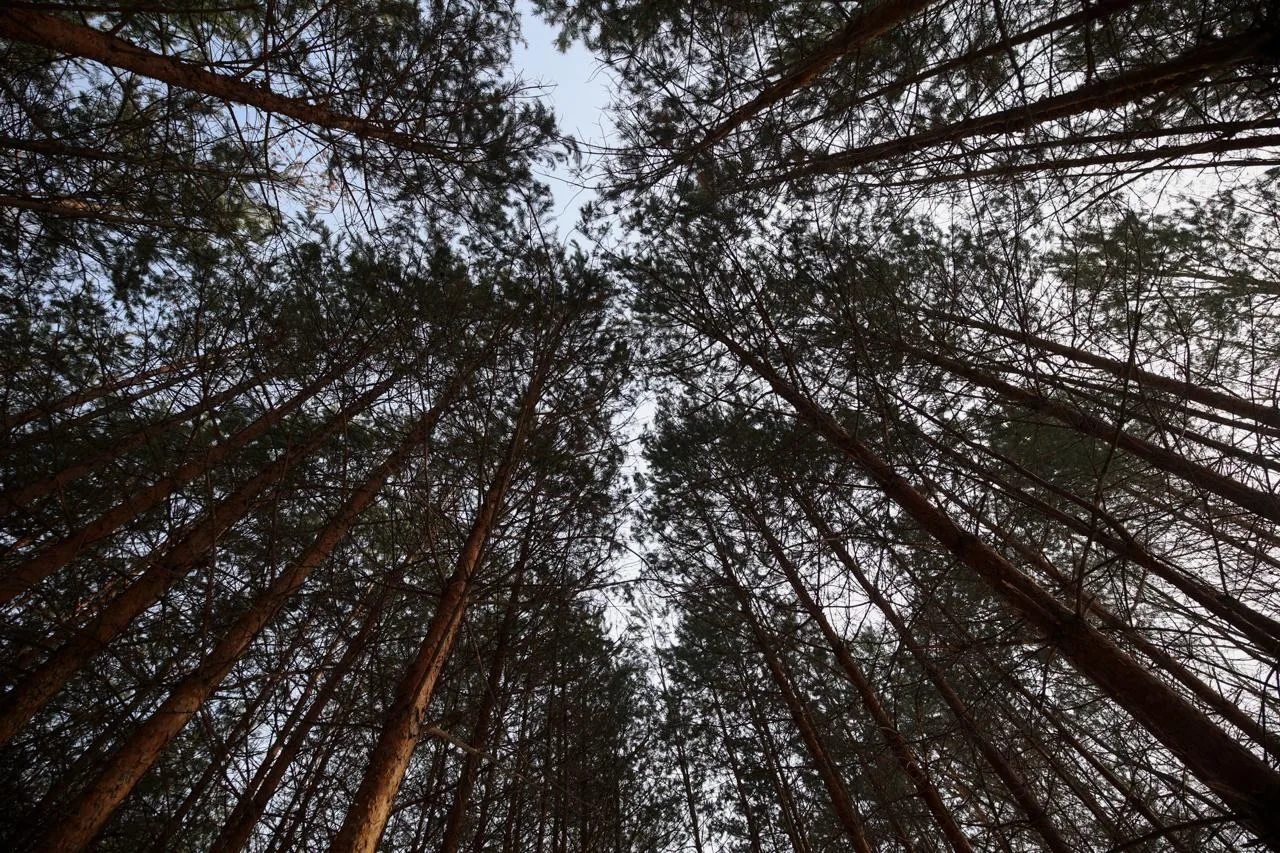 🌿 Татарстан вложит в сохранение лесов 160,8 млн рублей — на треть больше прошлогоднего...