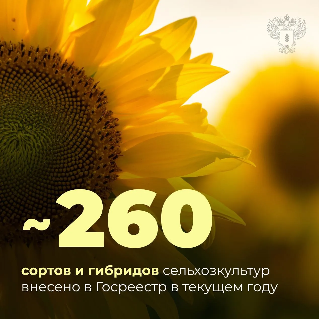 🌱 Российская селекция: новые разработки для продовольственной безопасности
