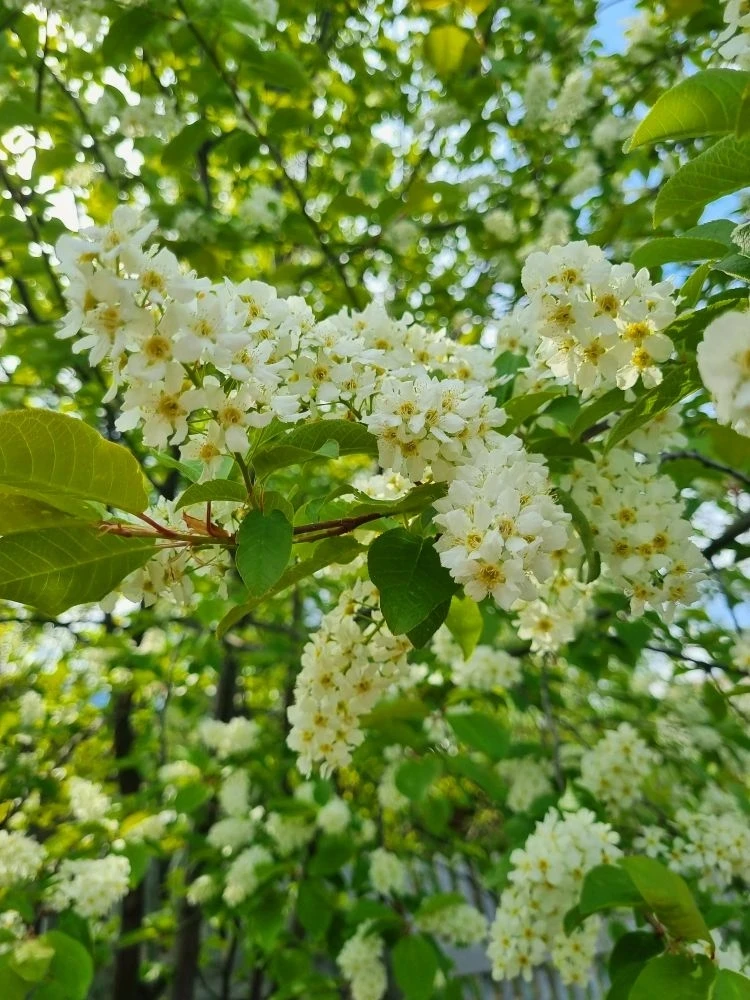 🌿🌸 Лето только в самом начале, вокруг цветет  черемуха — это настоящая магия, когда воздух наполня