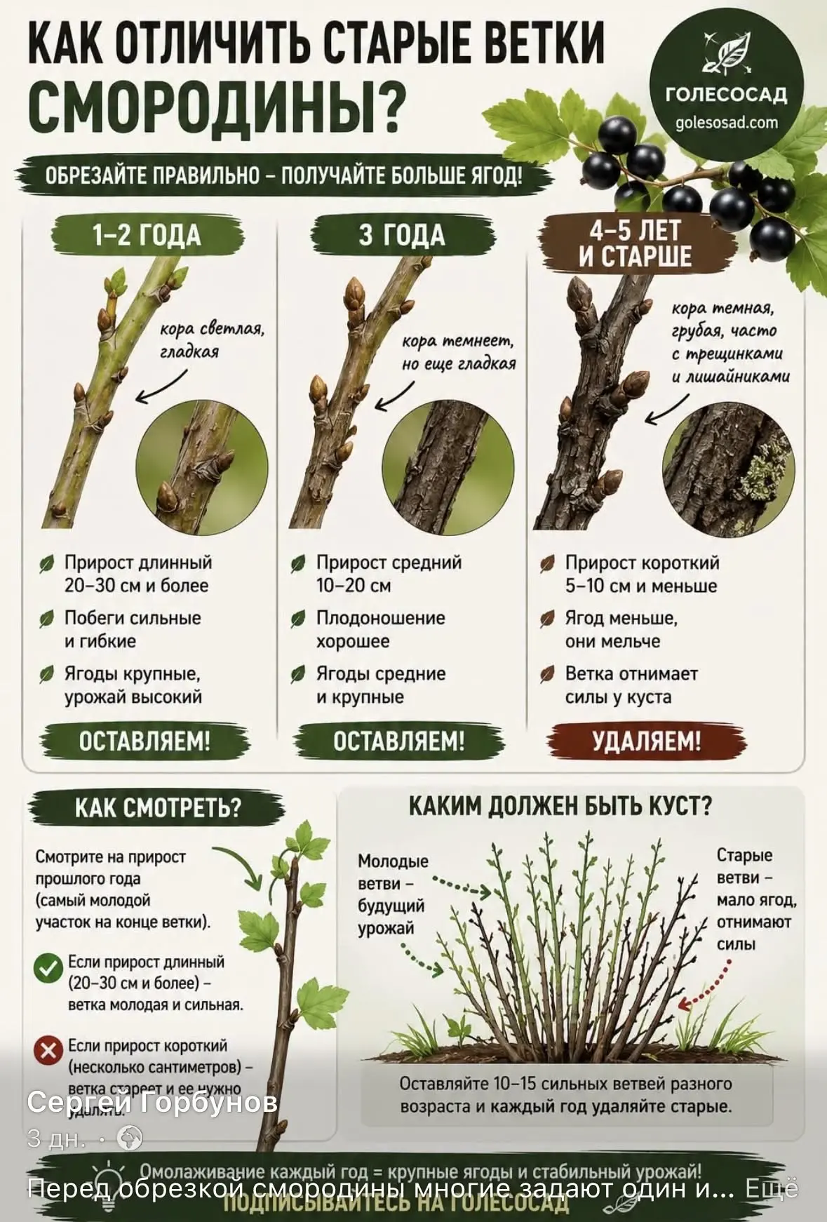 Почему ваша смородина мельчает? 🍇 Пора навести порядок в кустах!