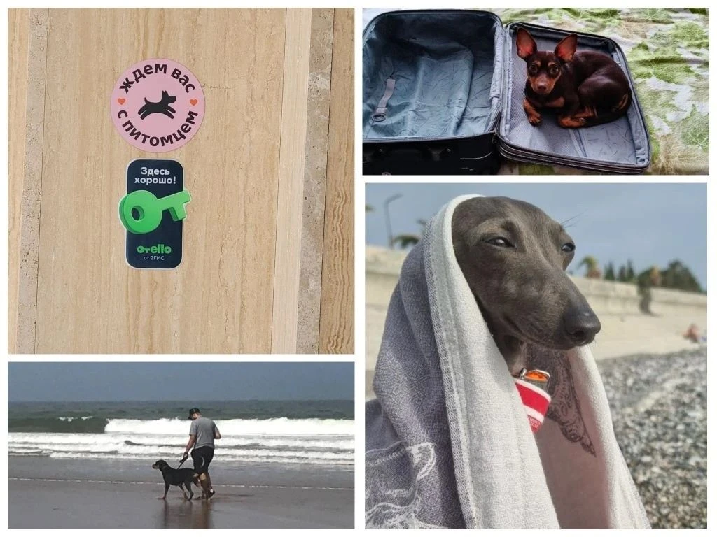 🐾 Отдых с питомцем