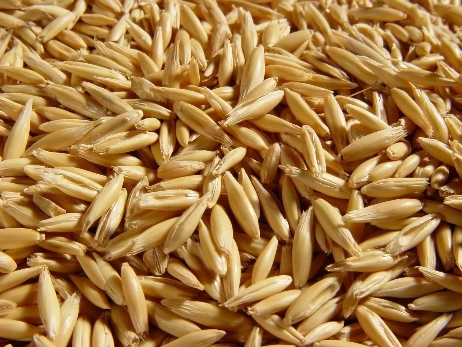 Продам овёс этого года. 14р.