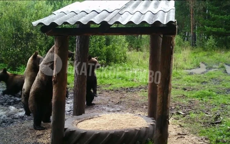 Четверо медведей пришли пообедать к кормушке в Красногвардейском охотхозяйстве (Артёмов...