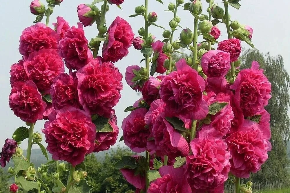 🌺🍀Высокорослые, элегантные растения – украсят любой сад