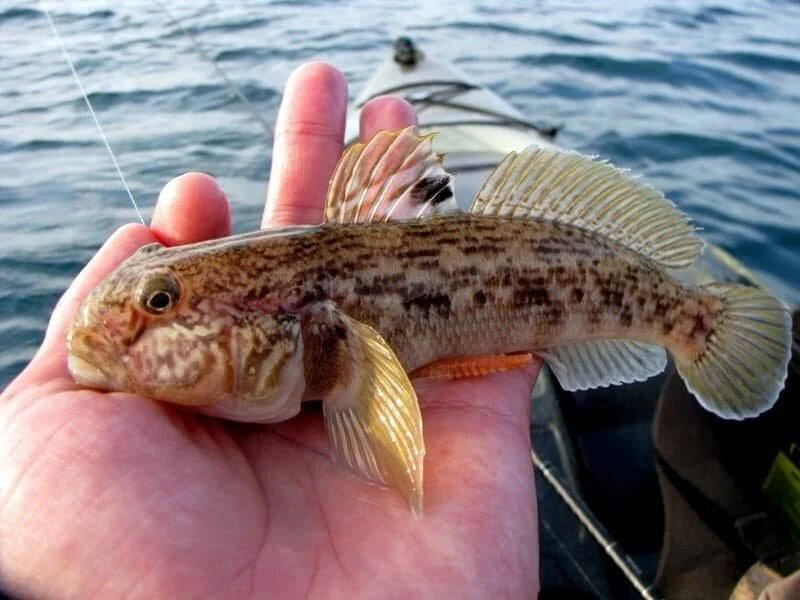 🐠 В Азовском море разрешили ловить бычка

Внеплановый вылов ввели из-за массовой гибели рыбы — чтоб