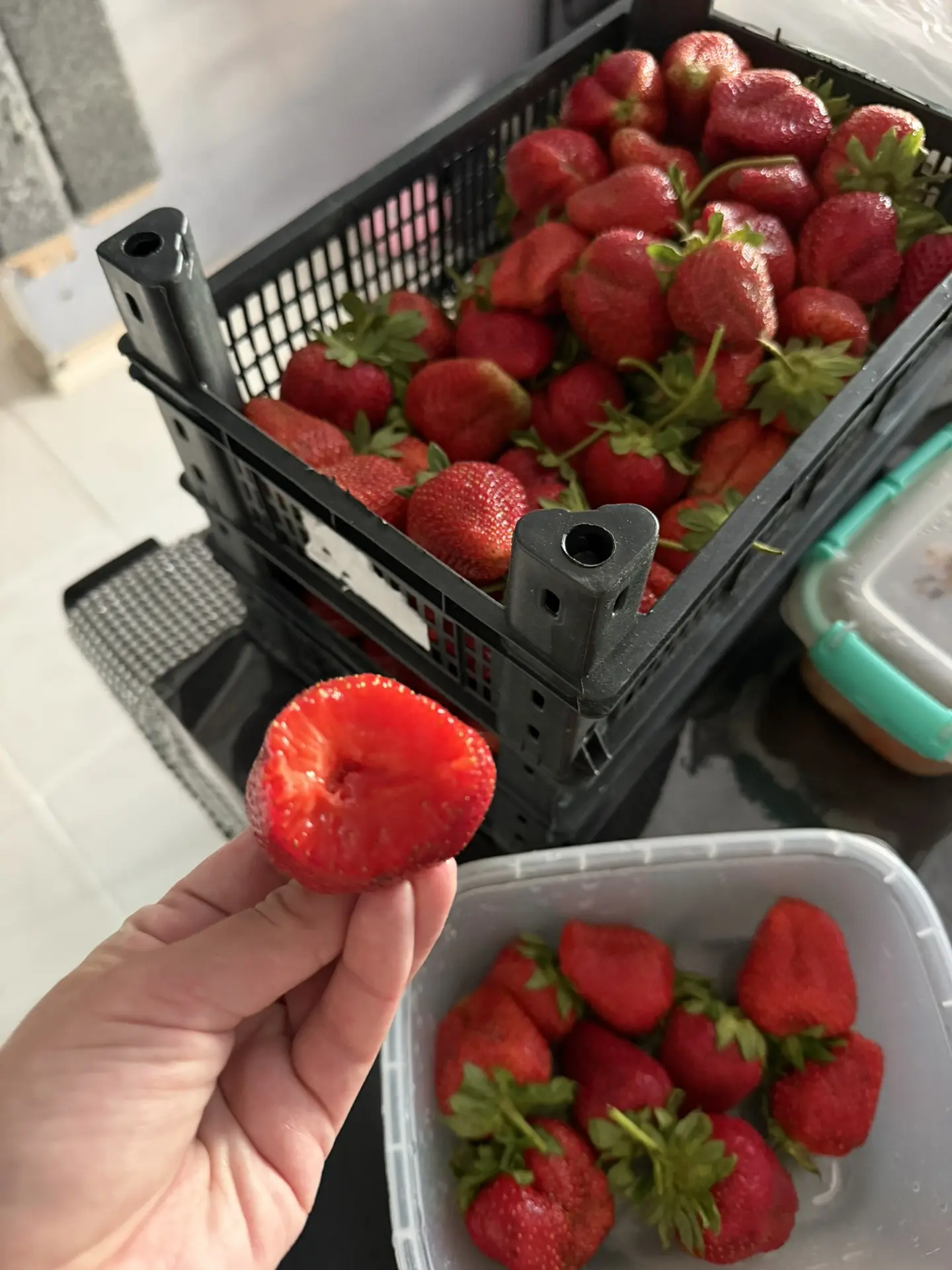 Клубника вкусная

Клубника Азербайджан 2 кг