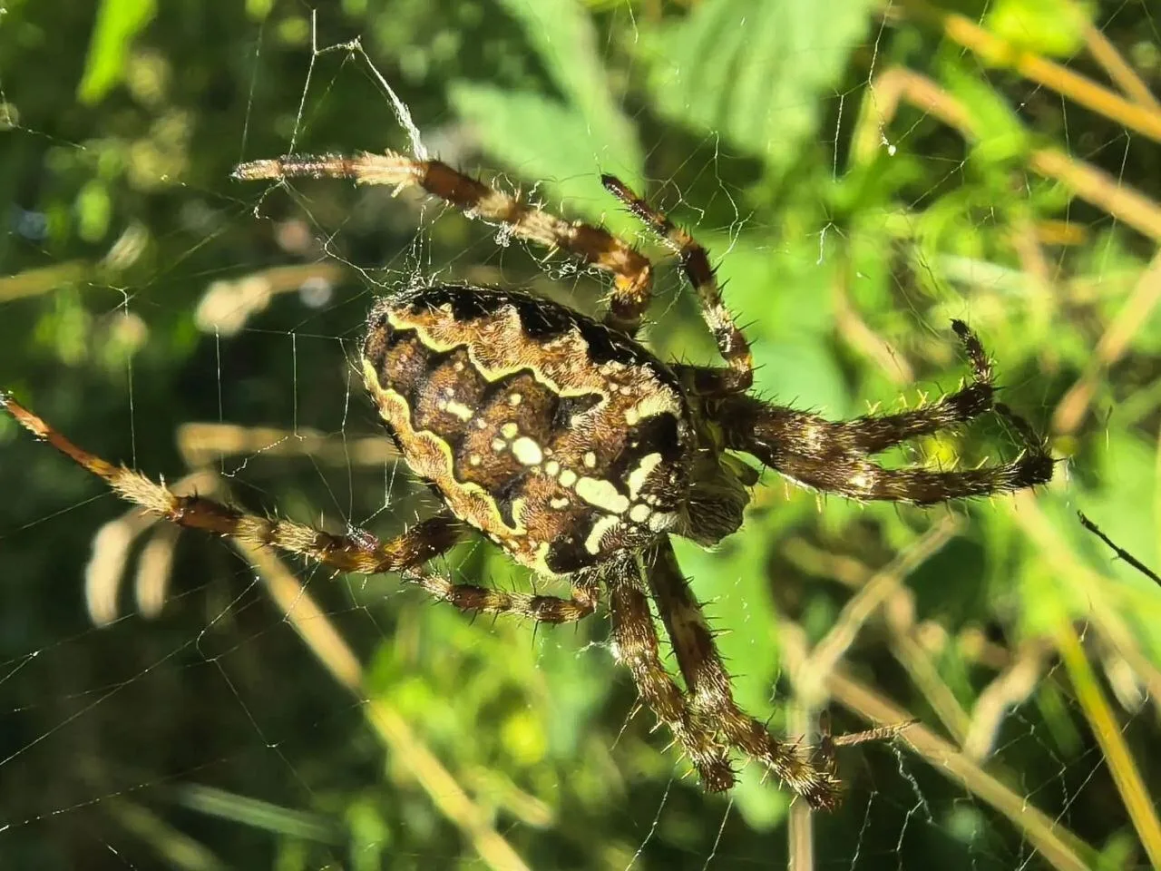 🕷 Паук с крестом на спине: знакомьтесь, обыкновенный крестовик