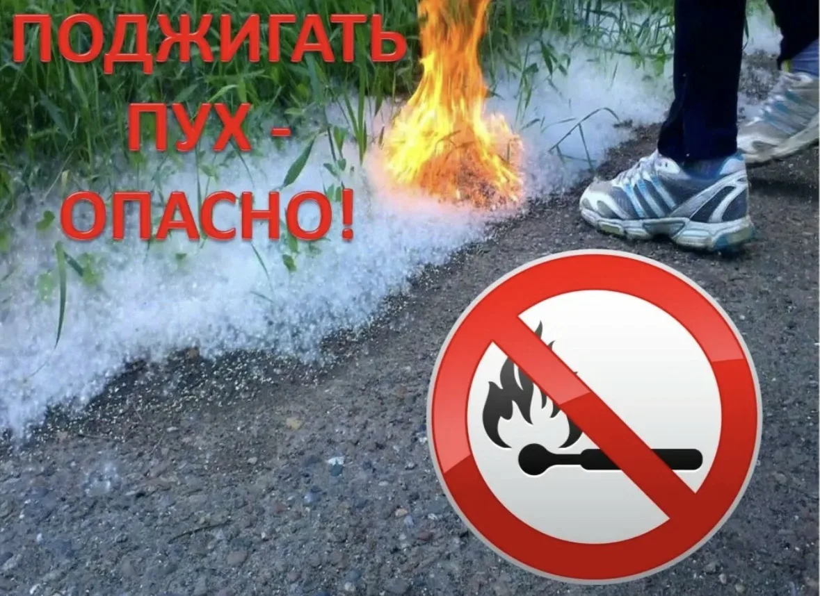 Осторожно! Тополиный пух

Уважаемые родители!

Объясните детям, что тополиный пух представляет собой
