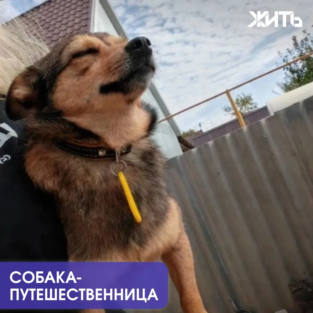 Собака из Кинеля сбежала из дома и самостоятельно преодолела больше 100 километров до Т...