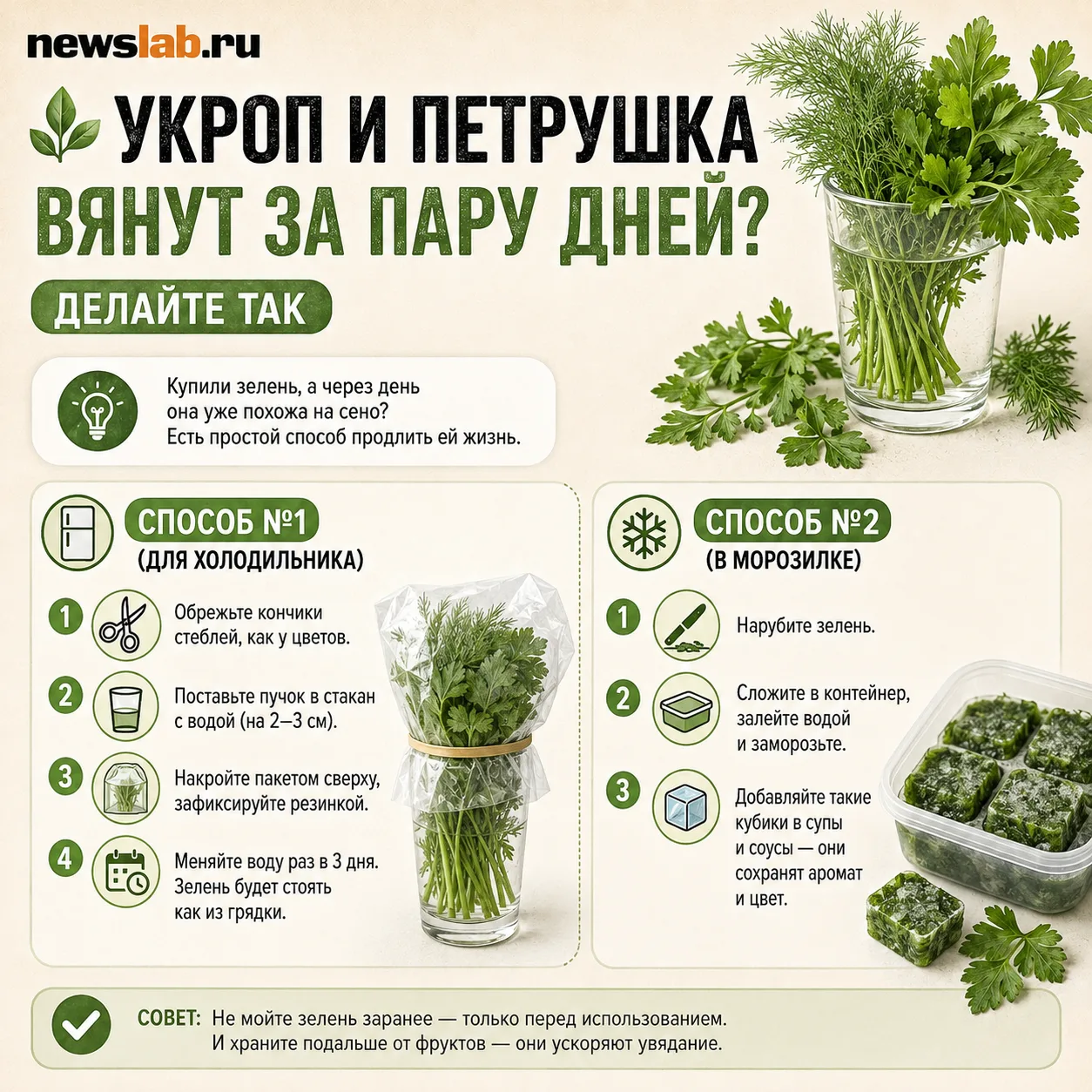 🌿 Как сохранить зелень свежей на 2 недели?