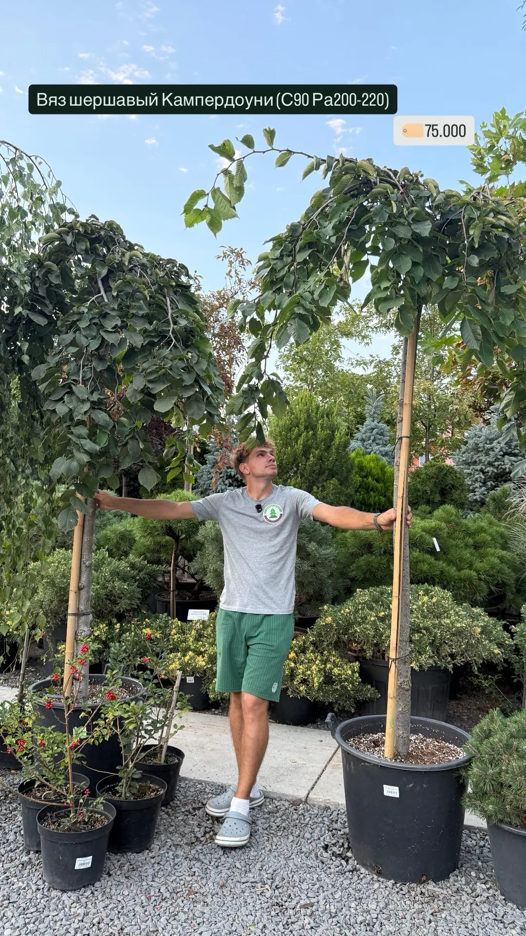Деревья из новой поставк 🌳