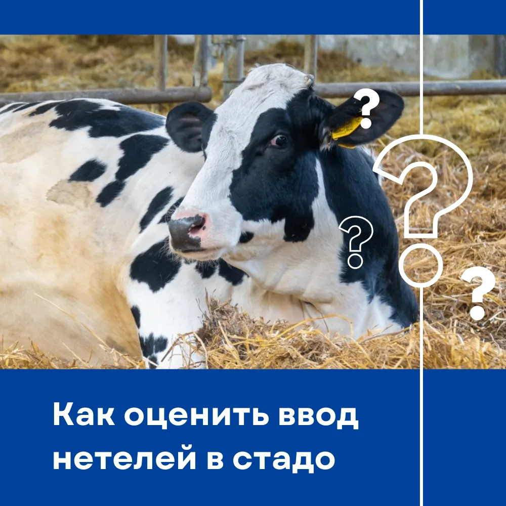 📝 Проверочный список «Ввод нетелей в стадо»