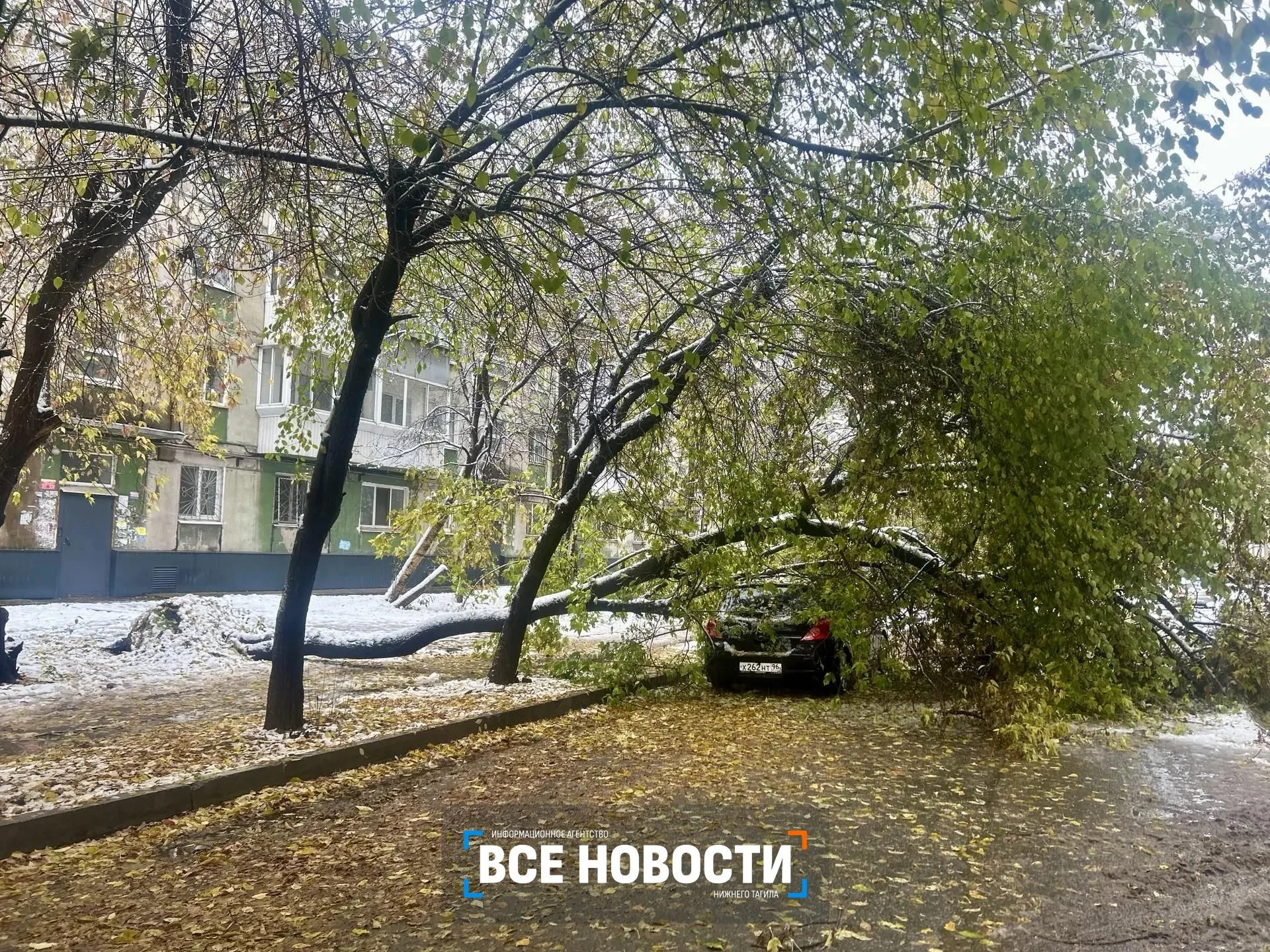 Мокрый снег обрушил деревья на машины в Нижнем Тагиле