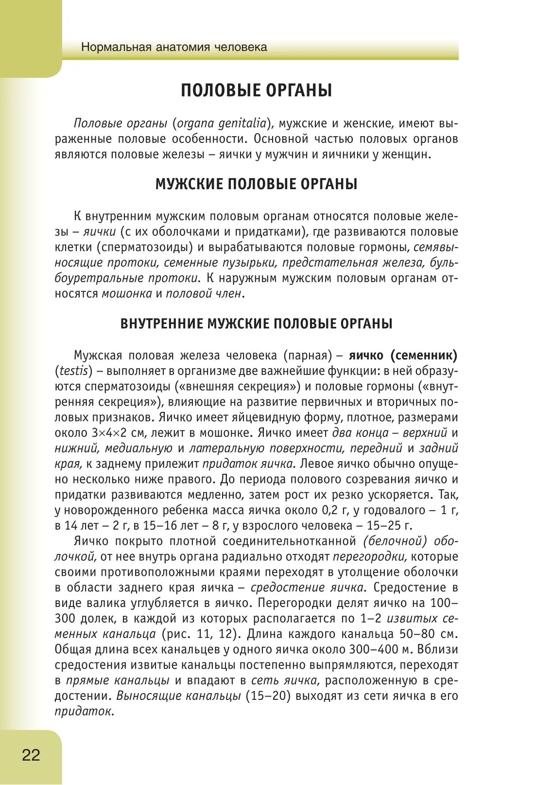 Яички, семенные пузырьки и семявыводящие протоки