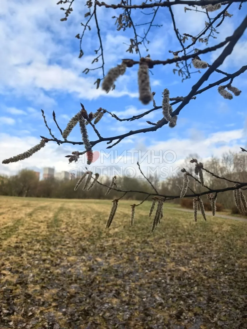 🌿Несмотря ни на какие непогоды и невзгоды природа Митино оживает  Спасибо, что присылаете ваши фото 