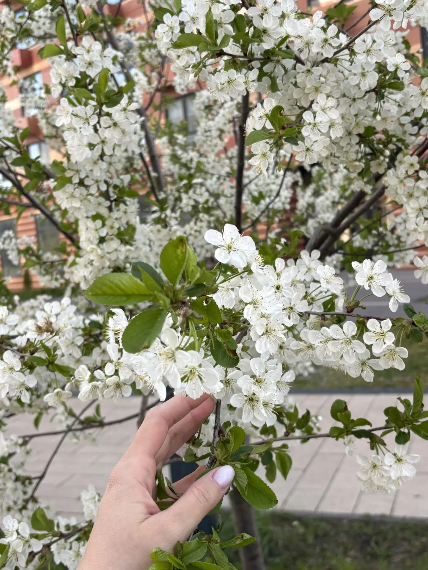 как быстро все расцвело 🌸